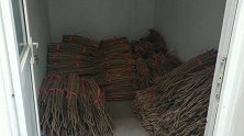 阿超教你存放垆土铁棍山药，环境气温都有要求，这些一定要知道