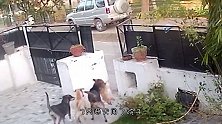 狗狗正在护院，突然3只恶犬闯了进来，狗狗直接被叼走了