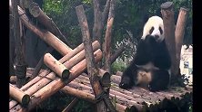 论熊猫吃苹果的100种姿势！坐着吃躺着吃弯腰吃，太可爱啦！