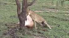 猎豹捕杀一只羚羊，自己舍不得先吃一口，呼唤孩子们来吃