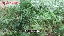 灰灰菜烧成灰有2个厉害妙用？家家户户都需要，我觉得太实用了
