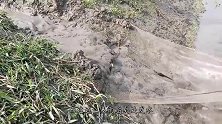 河道涨水，大鱼随雨水而来，一渔网全收进了小孩的荷包！