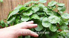 养铜钱草施对了肥，能快速爆盆，叶色更油绿