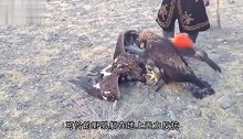 两只金雕秒杀西伯利亚狼，拔狼毛就地吃肉，狼兄你也有今天