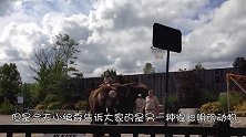大象投三分球，本以为是而已，当球进框时才知道不简单