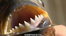 恐怖的亚马逊食人鱼，它的牙齿到底多厉害，小男孩被几分钟吃完