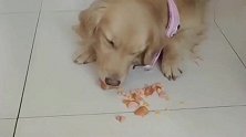 小狗吃香肠咬不动，狗妈妈嚼碎了给它吃，好暖啊