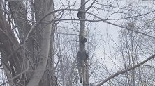 美国一只小熊被困12米高树上，其同伴还啃咬树枝试图助其脱困