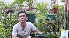 羊粪还能这样喂文竹，喂完一次，新芽总是蹿不停