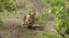 年轻雄狮捕获猎物，还没死就开始吃了！