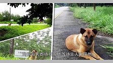 忠犬被弃原地等了主人整整一年，但却等来了一个悲剧