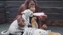动物园给虎宝们请了个保姆，每天细心照顾虎宝宝，太称职了