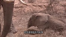 象群领域干旱被迫迁徙，小象体力不支倒地不起，母象会弃它而去吗？