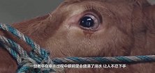 为什么牛在被宰杀的时候，会流泪今天终于明白了