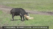 野牛独自对抗狮群失败，刚出生的小牛犊一起遭殃