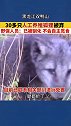 双鸭山30多只人工养殖狐狸被弃荒山  已联系相关部门