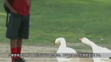 俗话说：宁可被狗咬，不敢让鹅拧？