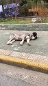 狗子：真烦，好不容易睡觉，就被吵醒了！