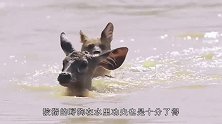水鹿下河试图甩掉野狗，谁料被野狗活活淹死，镜头拍下残忍的一幕