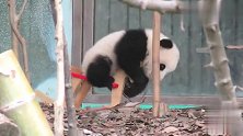 超萌熊猫团子骑上小木马，可爱到炸：本宝宝撩的就是你！