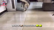 别人家养的柴犬都爱笑，哈士奇家的养为啥的就爱哭呢？太逗了啊