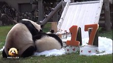好奇又贪吃的熊猫宝宝对妈妈的生日礼物颇感兴趣：有福同享嘛！