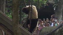 熊猫：看我优雅下树，哎哟好像卡住了，旁边很多人吖咋办啊！