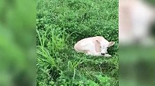 小羊慢慢的靠近了宝宝，没想到竟把宝宝吓哭了，真是好玩！