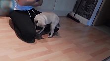 主人不让狗子挨着，狗子居然撒娇，太有趣了