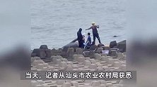 汕头东海岸惊现死鲸？体长6-7米已腐烂，主管部门：后期会将其做成标本