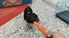 主人摸小香猪，家里哈士奇嫉妒生气，二哈：这日子没法过了！