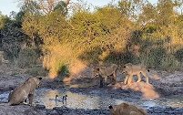南非一群狮子幼崽在泥泞的水坑里练习捕猎几只鹅