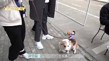 《半是蜜糖半是伤》罗云熙大型嘴瓢现场 一本正经被自己逗笑