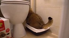 猫咪你用完猫砂，挠墙挠马桶干嘛呀
