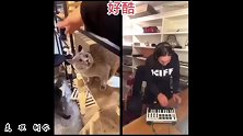 挑战猫咪配乐，女生国风rap版