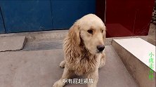 小虎让金毛给传话女孩表白，这傻狗故意说错话，害小虎挨了一巴掌