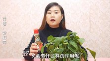 养绿植，只需浇一碗“特殊的水”，长势旺叶子翠绿到滴油，真实用