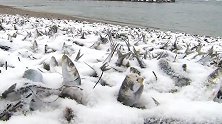 日本海岸现大量死沙丁鱼 场面仿佛仰望星空派