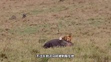 雄狮突袭河马，河马却毫无反抗之力，太给力了！