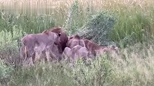 年轻狮王三兄弟独霸猎物，狮群只能捡食残渣