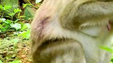 猴妈伤痕累累，是被狗群伤害的，好姐妹来安慰它，有人情味哦