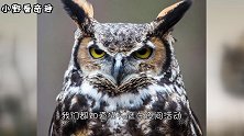 为什么猫头鹰发出笑声就有人去世？这不是封建迷信，真有科学依据