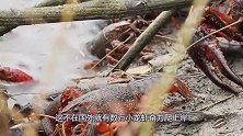 数万小龙虾奋力爬上岸，死都不回水里，镜头记录怪异画面