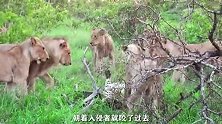 花豹闯入狮群领地，被狮群戏谑致死