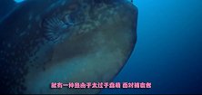 海里最蠢萌的鱼，被吃了一半都没反应过来，没灭绝全靠生得多