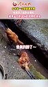 震惊 一女子第一次做甜酒失败，怕浪费了就拿去喂鸡，结果一只鸡当场吃醉倒在地上！