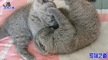 两只小奶猫一言不合就开打，拳打脚踢咬耳朵，圆滚滚的模样惹人爱