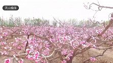 花开莎车，桃花朵朵开，粉嫩如仙境！