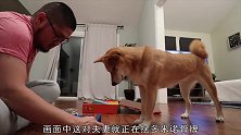 柴犬推倒1000块多米诺，看样子，它应该推的很开心