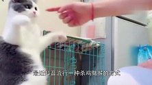 治猫法用来治老虎，上演一场“杀鸡儆猴”，老虎我差点笑出了声